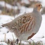 image of bird