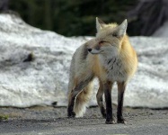 image of red_fox