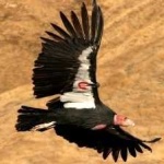 image of bird