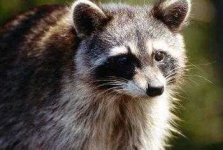 image of animal