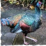 image of ocellated_turkey #4