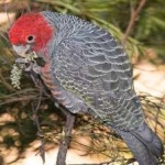 image of bird