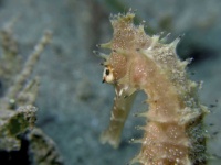 image of seahorse #32