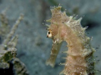 image of animal