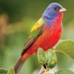 image of bird