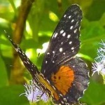 image of animal