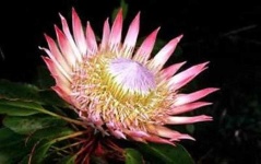 image of flower