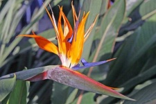 image of bird_of_paradise_flower #46