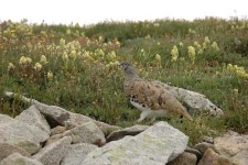 image of ptarmigan