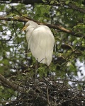 image of american_egret