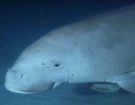 image of dugong