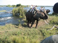 image of african_elephant