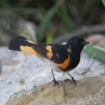 image of bird