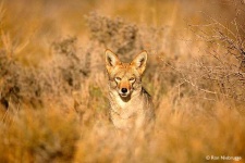 image of coyote