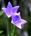 image of balloon_flower #36