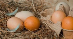 image of egg_shell