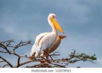 image of animal