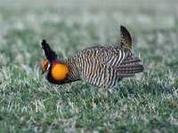 image of prairie_chicken
