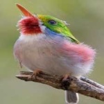 image of bird