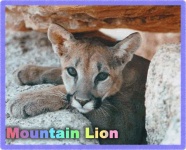 image of cougar