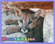 image of cougar #1