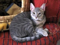 image of egyptian_mau #30