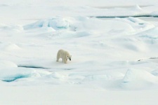 image of animal