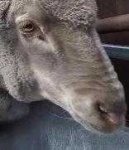 image of animal