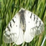 image of animal