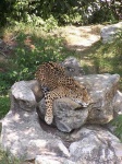 image of jaguar_car