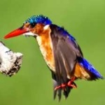 image of bird