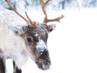 image of reindeer #38