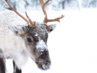image of animal