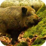 image of boar #49