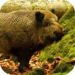 image of animal