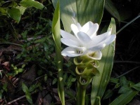 image of flower
