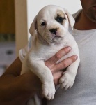 image of animal
