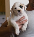 image of american_bulldog #21