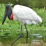 image of bird