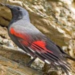 image of bird