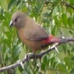 image of african_firefinch #16