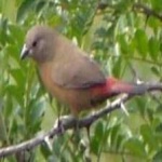 image of bird