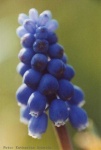 image of flower