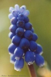 image of grape_hyacinth #8