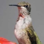 image of bird