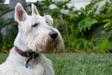 image of scottish_terrier #10