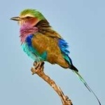 image of bird