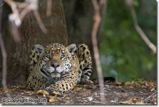 image of jaguar_car