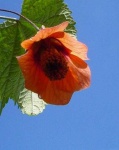 image of flower