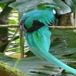 image of bird
